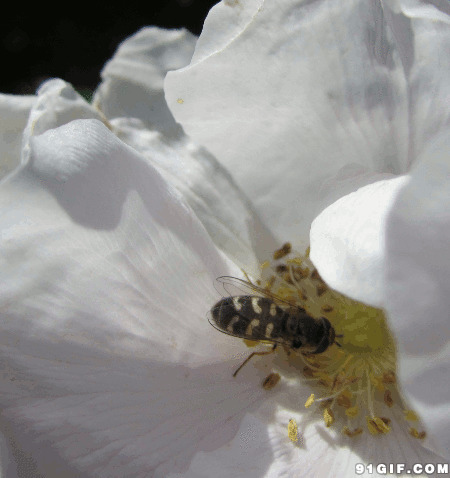 蜜蜂花丛采蜜gif图