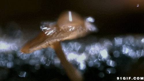 水珠拍打蘑菇动态图