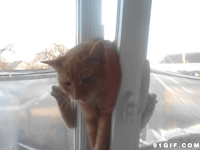 猫咪爬窗进来动态图