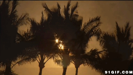 落日下的椰林动态图