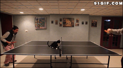 打乒乓球逗猫咪gif图