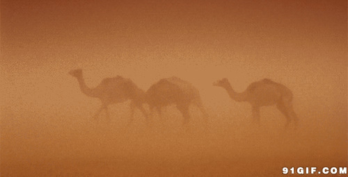 骆驼行走大漠风沙闪图