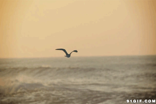 海鸥海面飞翔gif图
