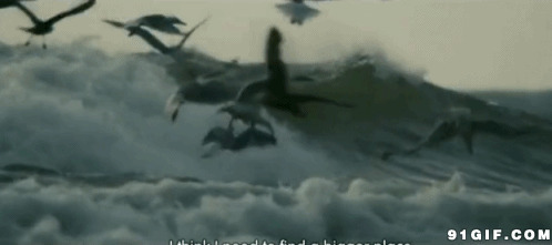 海上海鸥飞呀飞gif图