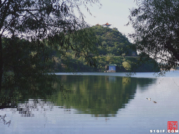 湖畔青山细柳美景图片