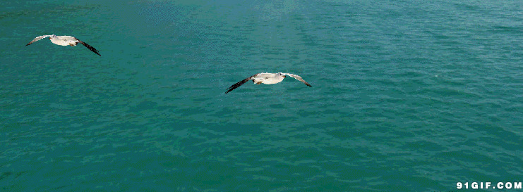 海面上海鸥飞动态图