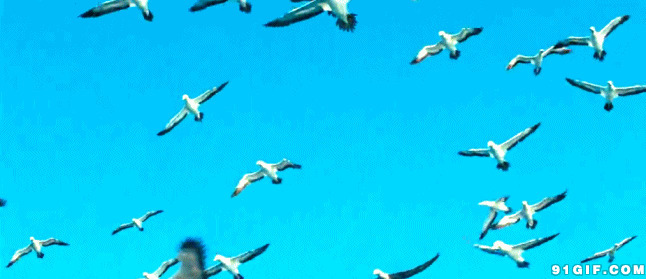天空海鸥纷飞动态图