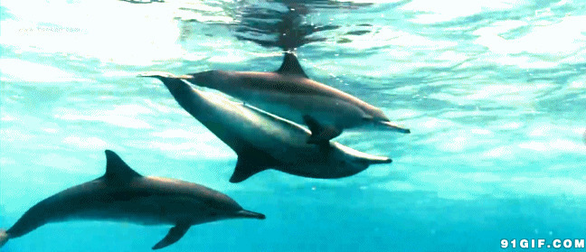 海豚结伴水中游gif图