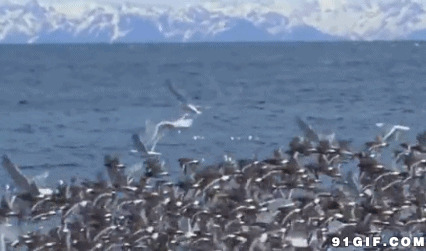 大片海鸥聚集动态图