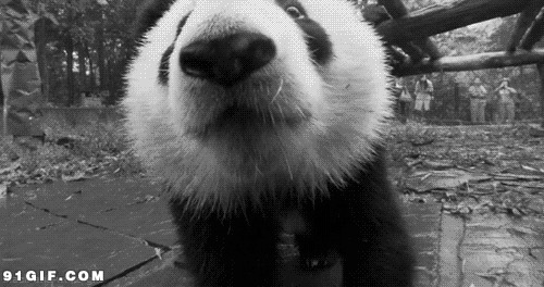国宝大熊猫gif图片