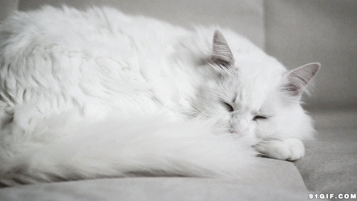 懒懒的大白猫动态图