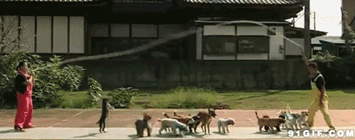 一群狗狗玩跳绳动态图