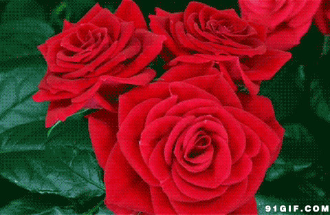 盛开的红玫瑰花动态图
