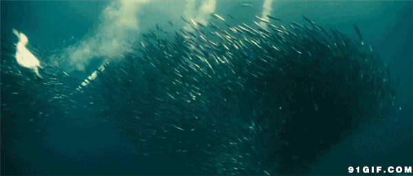 大鸟海底捕鱼动态图