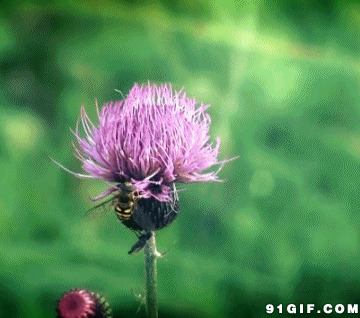 蜜蜂采花蜜忙动态图