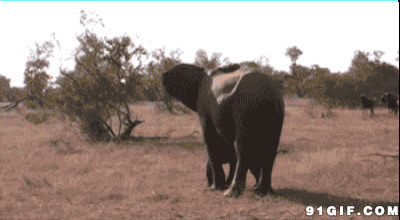 小象找妈妈动态图