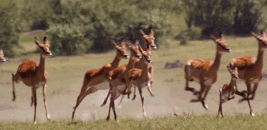 鹿群奔跑动态图
