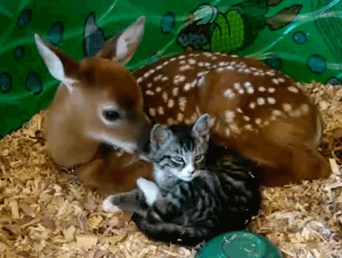梅花鹿和小猫gif图片