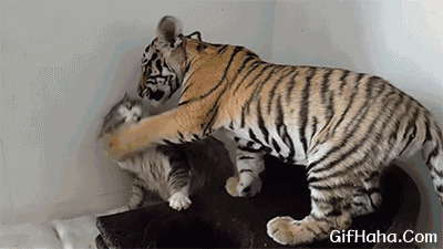 老虎爱小猫搞笑图片