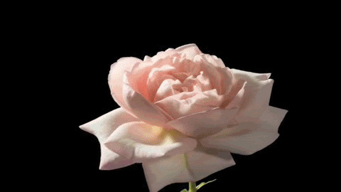 粉色玫瑰绽放闪图
