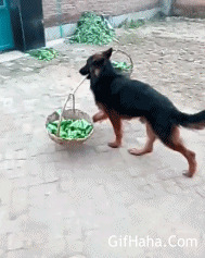 狗狗挑篮子搞笑图片