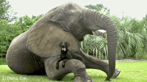 大象和小狗gif图