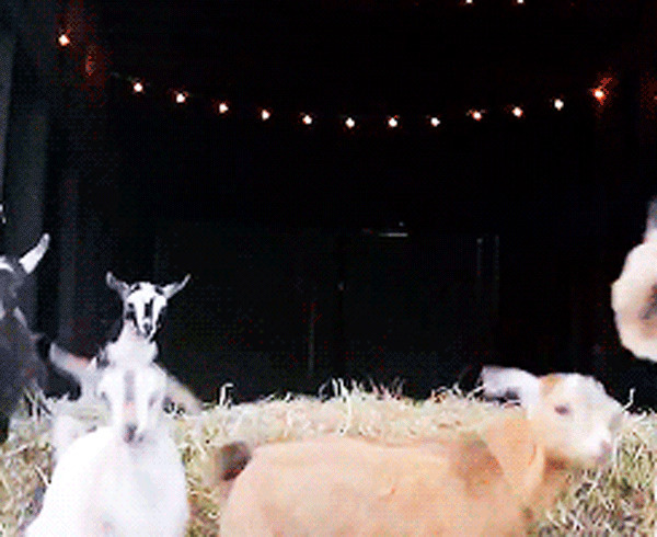 山羊逃跑跳跃动态图片