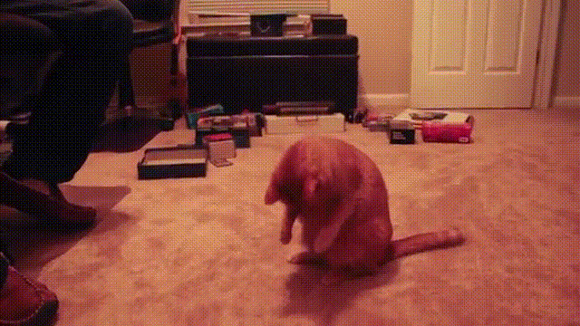 淘气的猫猫抓气泡动态图