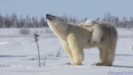 雪地上的北极熊嗷嗷叫动态图片