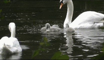 池塘里的白天鹅动态图片