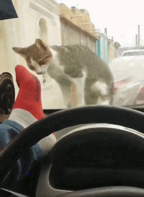 司机无聊脚踹前档逗猫猫玩动态图