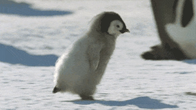 小企鹅快速的走路gif图片