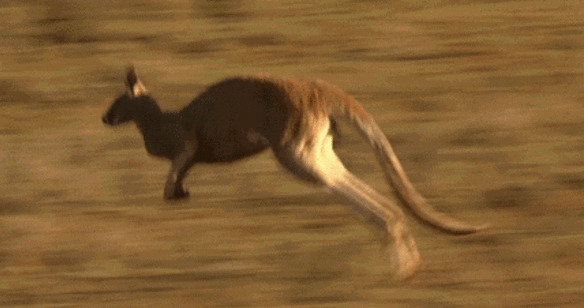 袋鼠奔跑GIF图片