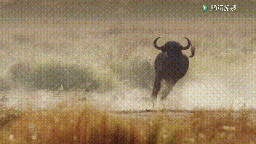 森林中的野牛追赶野狼GIF图片