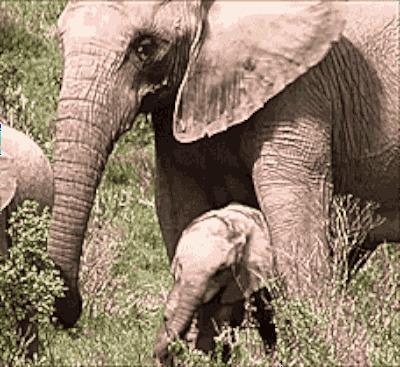 大象和小象gif图