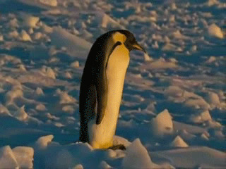 企鹅走路跌倒动态图