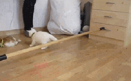 猫咪跨栏杆动态图
