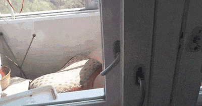 猫咪趴窗跌倒搞笑图片