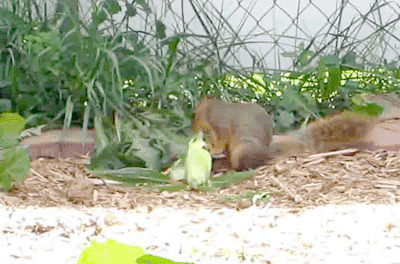 松鼠偷吃玉米动态图