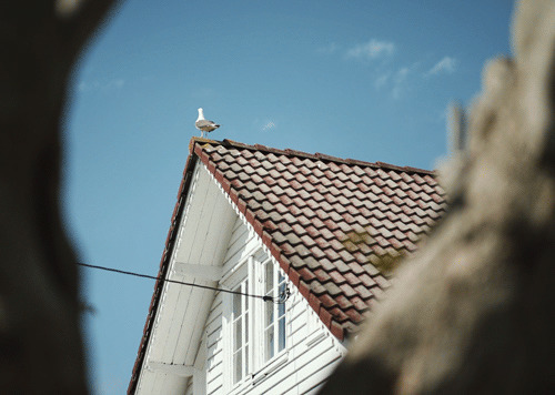 屋顶上的小鸟卡通图片