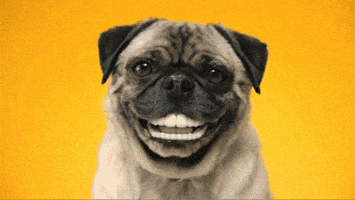 狗狗急眼笑动态图片
