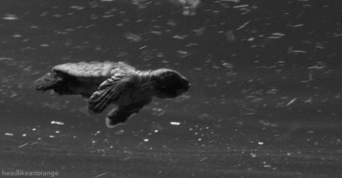 乌龟游泳动态图片