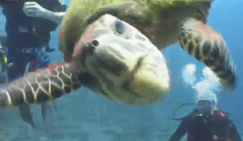 乌龟张嘴动态图片