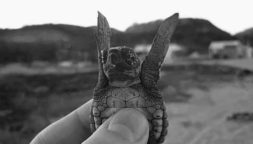 小乌龟摆爪子动态图片