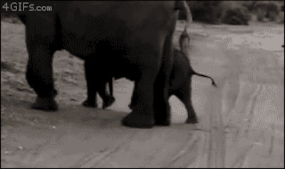 大象徒行动态图片