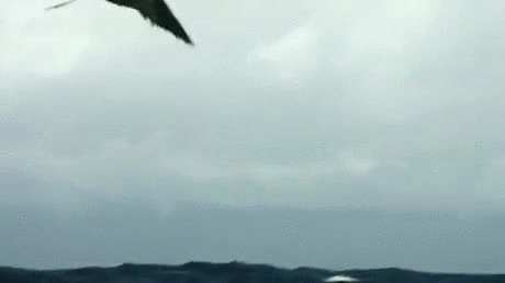 老鹰海面猎食动态图