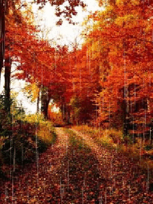 红叶铺满的山路唯美图片