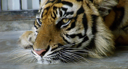 大老虎眨眼睛动态图片