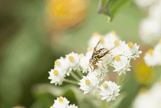 蜜蜂采花动态图片