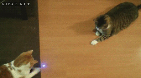 猫咪玩激光动态图